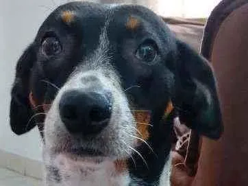 Cachorro ra a Srd idade 2 anos nome Malu