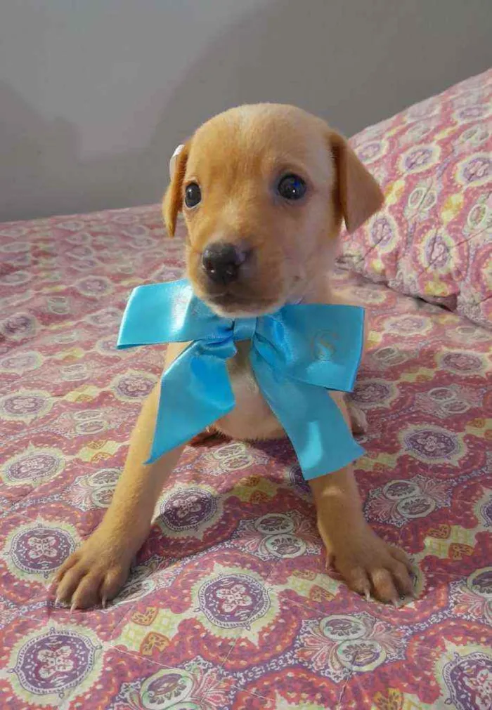 Cachorro ra a SRD idade 2 a 6 meses nome LION