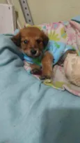 Cachorro raça SRD  idade Abaixo de 2 meses nome Michael 