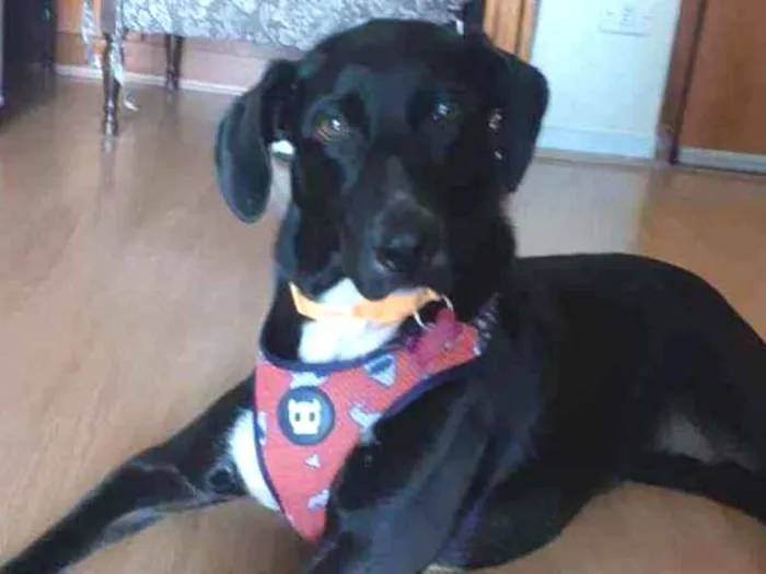 Cachorro raça Vira lata idade 1 ano nome Cacau