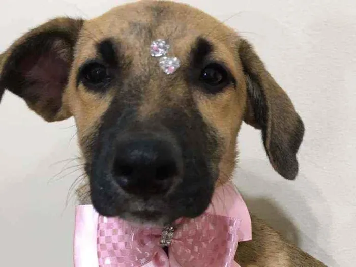 Cachorro ra a Sdr idade 2 a 6 meses nome Titan e Safira