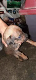 Cachorro raça SRD  idade Abaixo de 2 meses nome Violet 