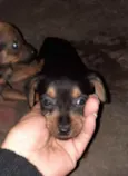Cachorro raça SRD  idade Abaixo de 2 meses nome Frieda 