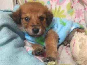 Cachorro raça SRD  idade Abaixo de 2 meses nome Michael 