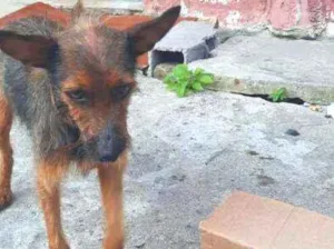 Cachorro raça SRD  idade 4 anos nome Sally 