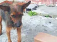 Cachorro raça SRD  idade 4 anos nome Sally 