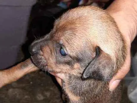 Cachorro raça SRD  idade Abaixo de 2 meses nome Violet 