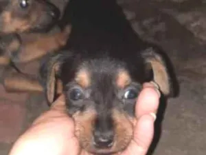 Cachorro raça SRD  idade Abaixo de 2 meses nome Frieda 