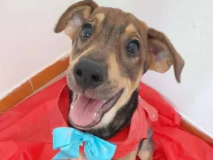 Cachorro raça Sdr idade 2 a 6 meses nome Titan e Safira