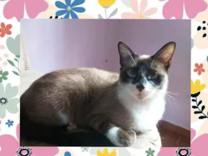 Gato raça SRD  idade 1 ano nome Pandinha 