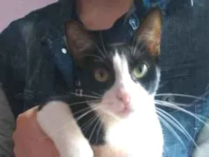 Gato raça SRD  idade 1 ano nome Malhado 
