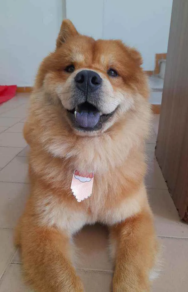 Cachorro ra a Chow chow idade 1 ano nome Joe