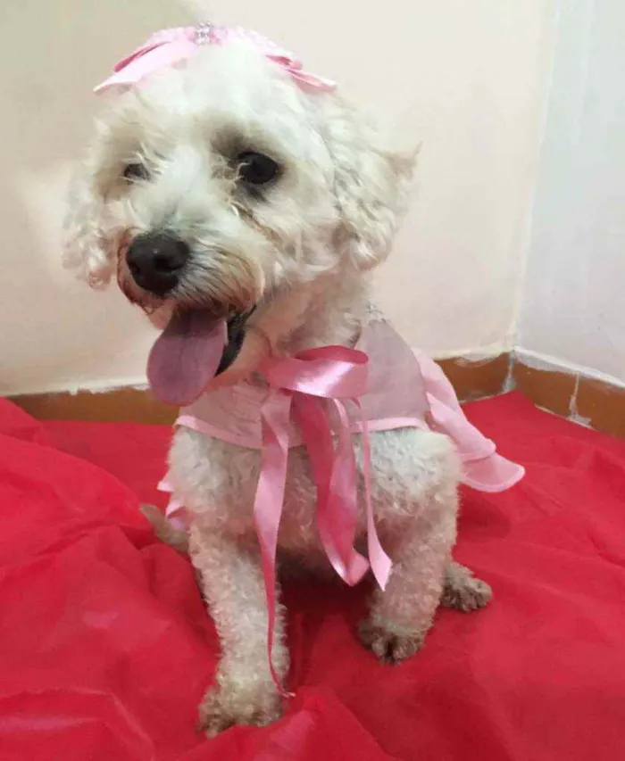 Cachorro ra a Mestiça  idade 3 anos nome Aurora