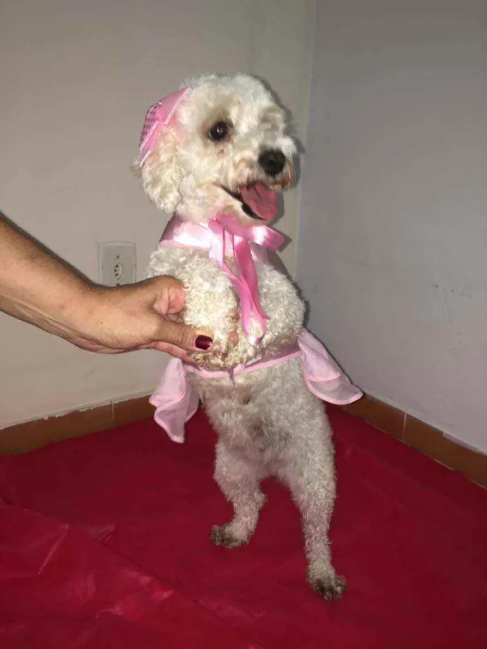 Cachorro ra a Mestiça  idade 3 anos nome Aurora