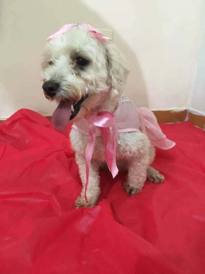 Cachorro ra a Mestiça  idade 3 anos nome Aurora
