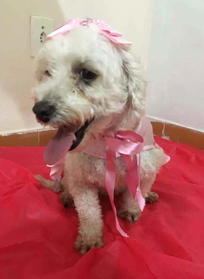 Cachorro ra a Mestiça  idade 3 anos nome Aurora