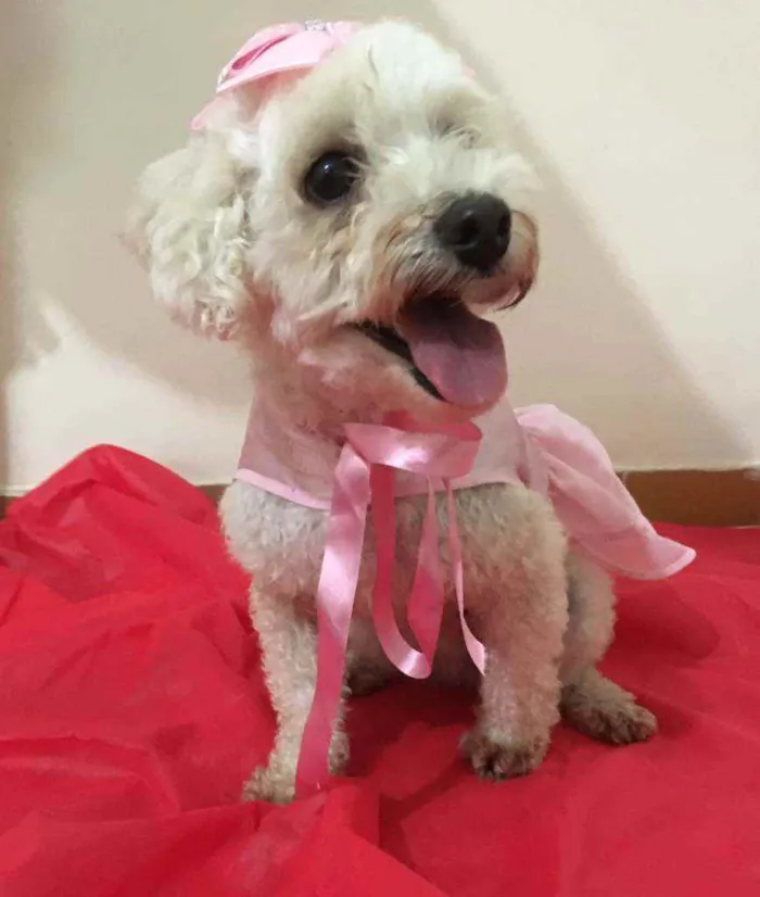 Cachorro ra a Mestiça  idade 3 anos nome Aurora