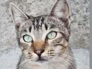Gato raça SRD  idade 7 a 11 meses nome Bug 