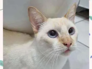 Gato raça SRD  idade 7 a 11 meses nome Paco 