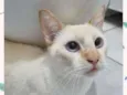 Paco