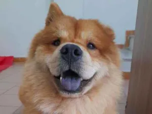 Cachorro raça Chow chow idade 1 ano nome Joe