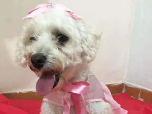 Cachorro raça Mestiça  idade 3 anos nome Aurora