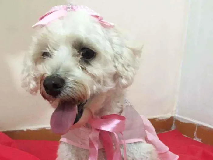 Cachorro ra a Mestiça  idade 3 anos nome Aurora