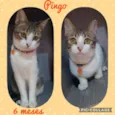 Pingo