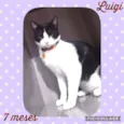 Luigi 