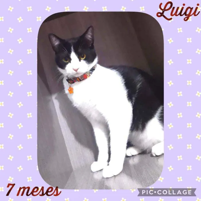 Gato ra a SRD  idade 7 a 11 meses nome Luigi 