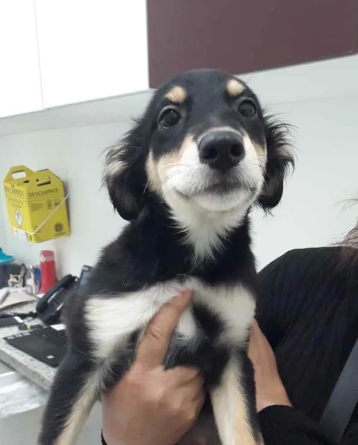 Cachorro ra a  idade 2 a 6 meses nome Não sei 