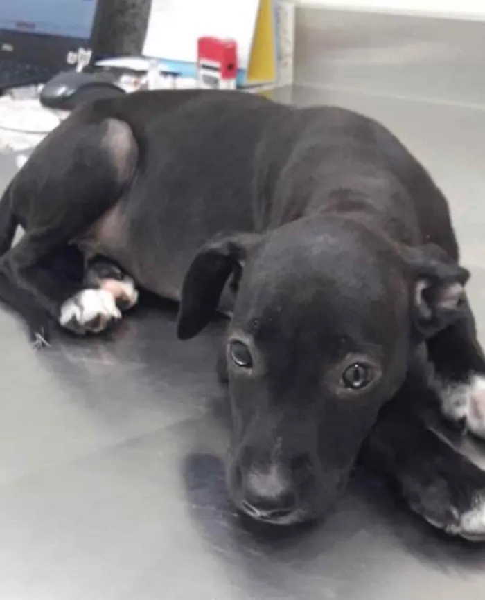 Cachorro ra a  idade 2 a 6 meses nome Não sei 