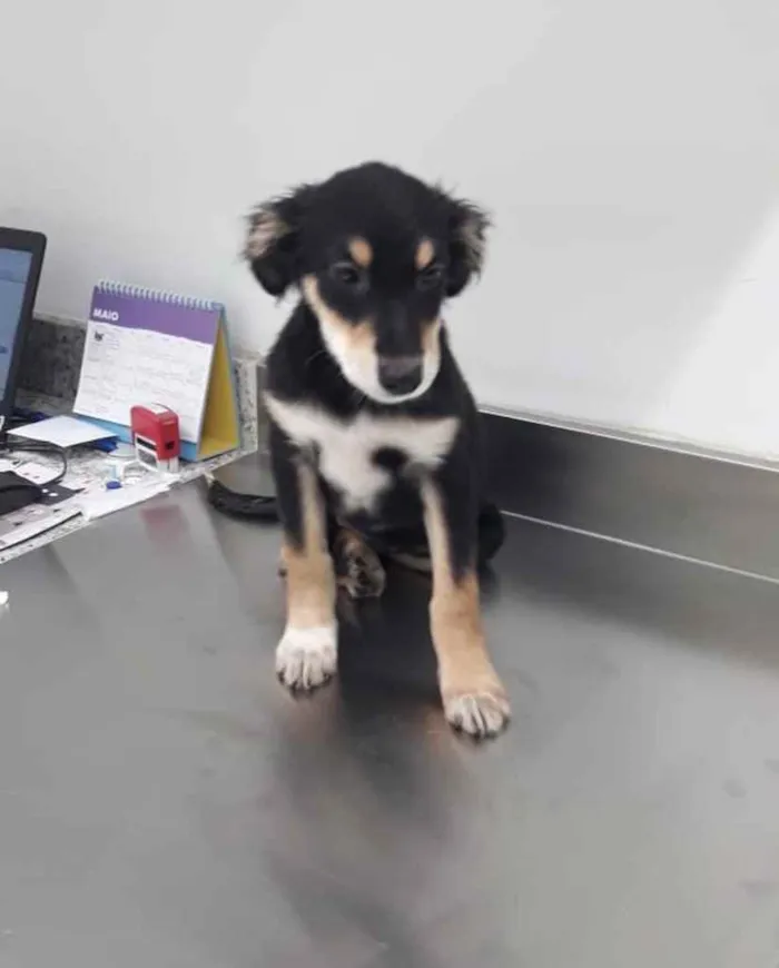Cachorro ra a  idade 2 a 6 meses nome Não sei 