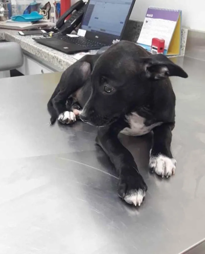 Cachorro ra a  idade 2 a 6 meses nome Não sei 