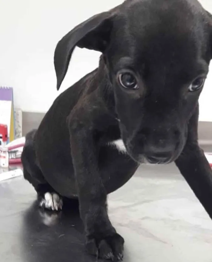 Cachorro ra a  idade 2 a 6 meses nome Não sei 