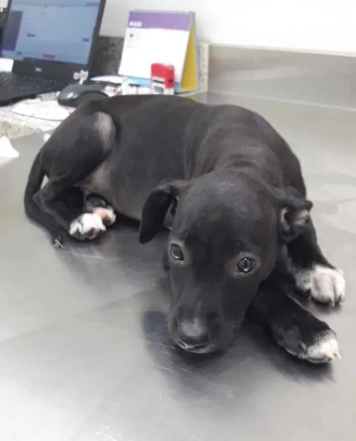 Cachorro ra a  idade 2 a 6 meses nome Não sei 