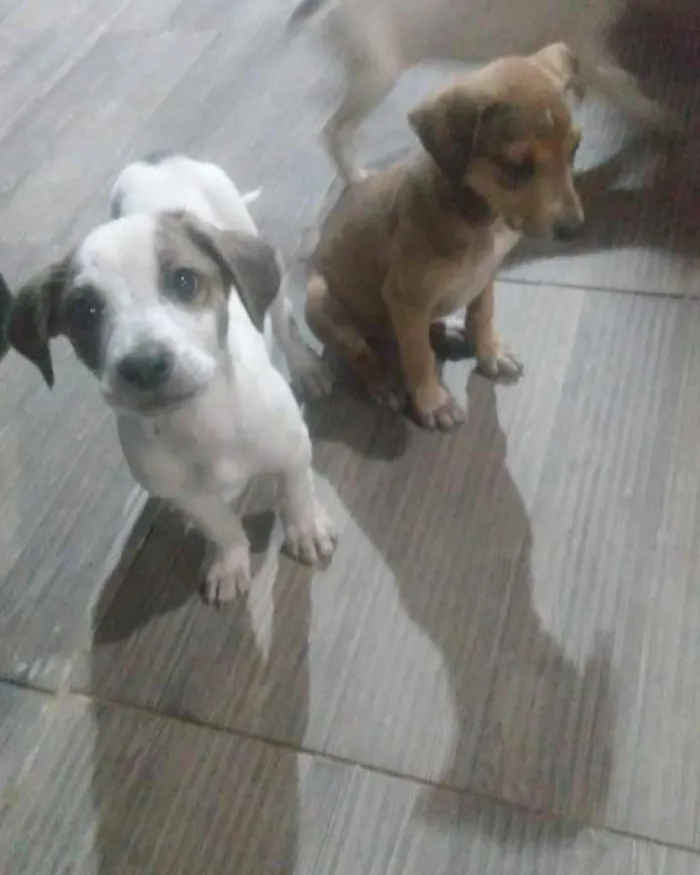 Cachorro ra a  idade 2 a 6 meses nome Não sei 