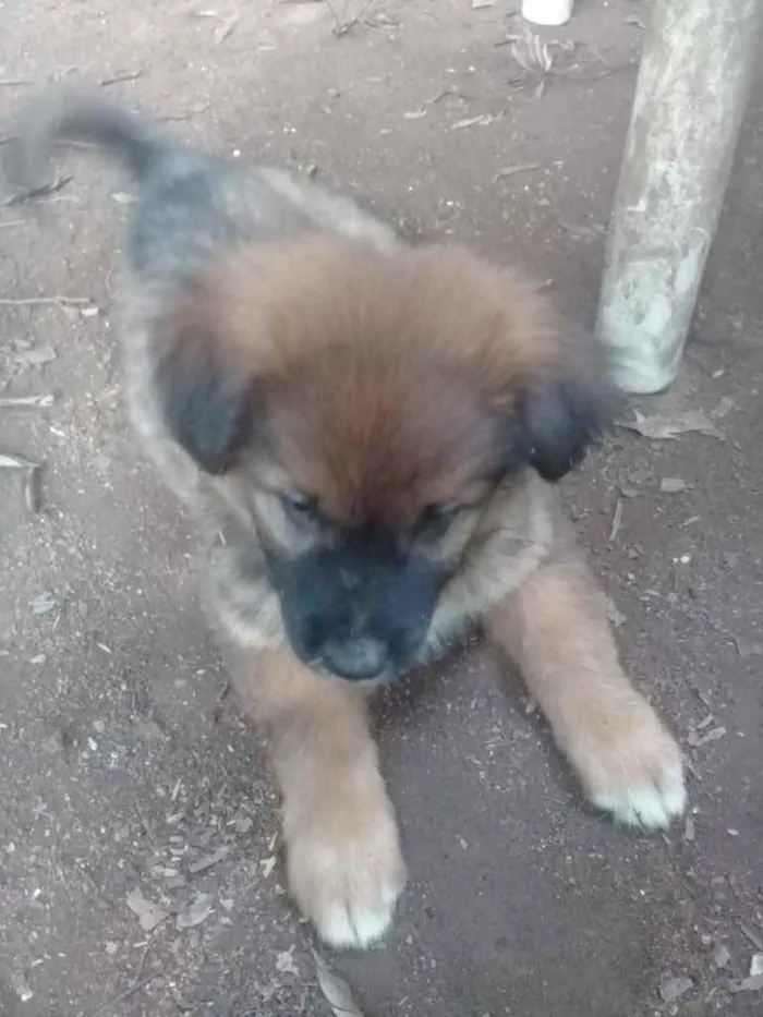 Cachorro ra a  idade 2 a 6 meses nome Não sei 