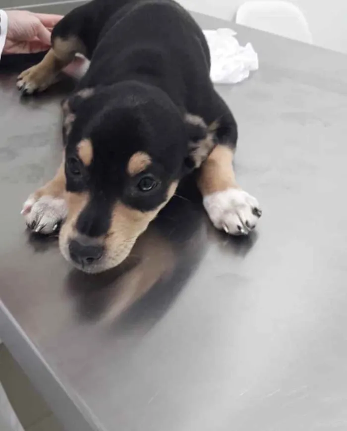 Cachorro ra a  idade 2 a 6 meses nome Não sei 