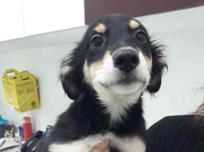 Cachorro ra a  idade 2 a 6 meses nome Não sei 