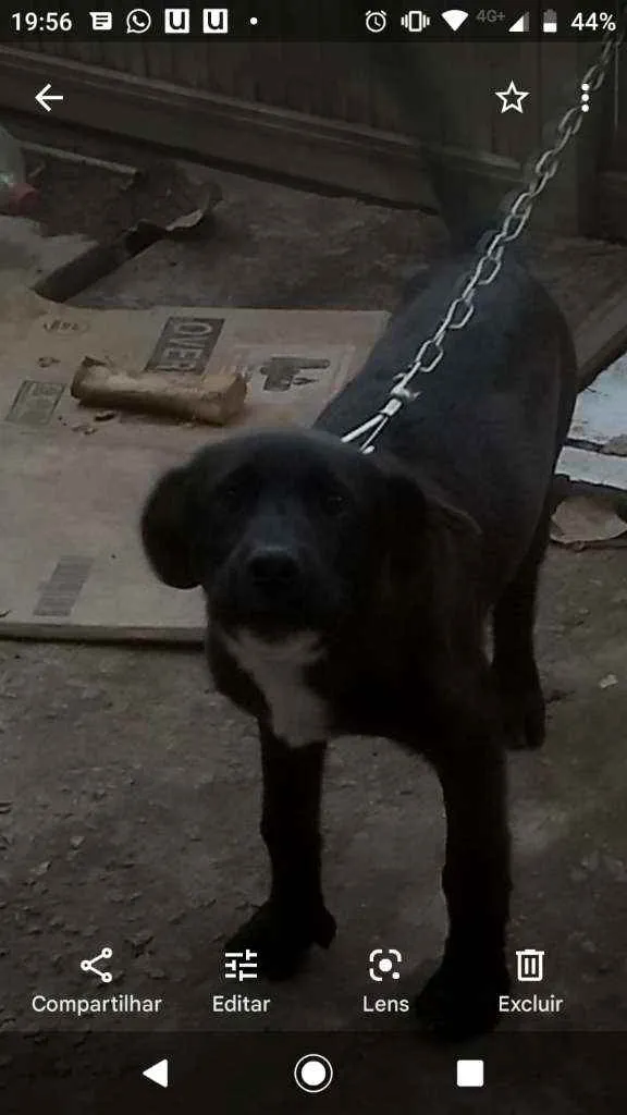 Cachorro ra a Labrador idade 2 a 6 meses nome Boby