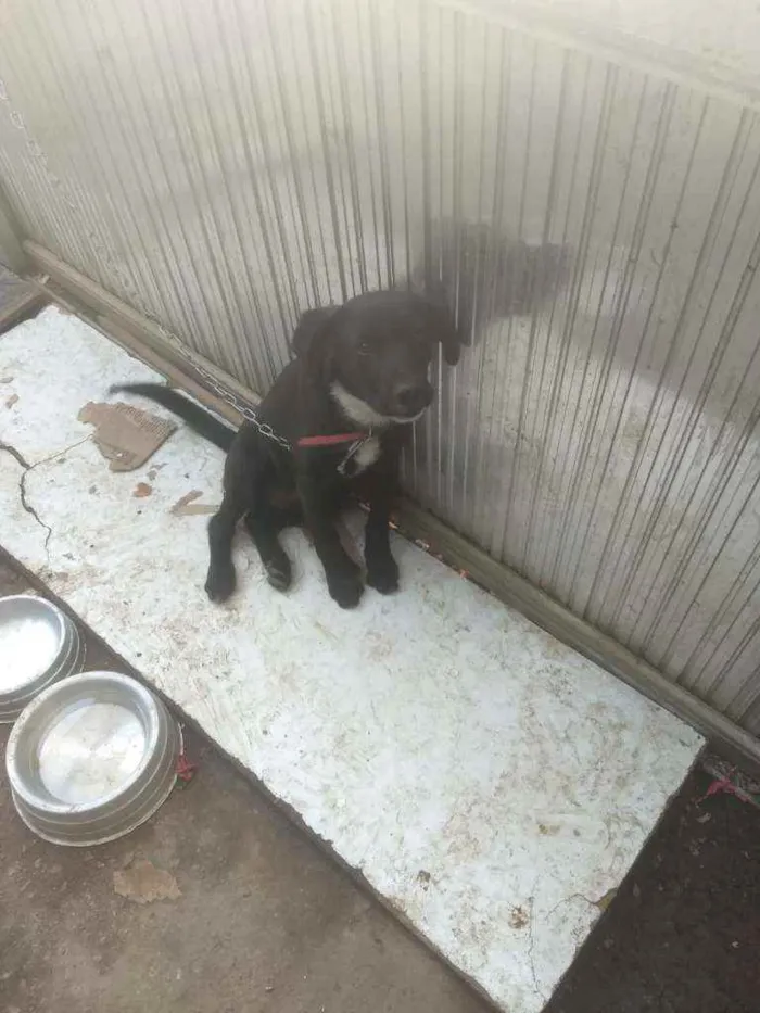 Cachorro ra a Labrador idade 2 a 6 meses nome Boby