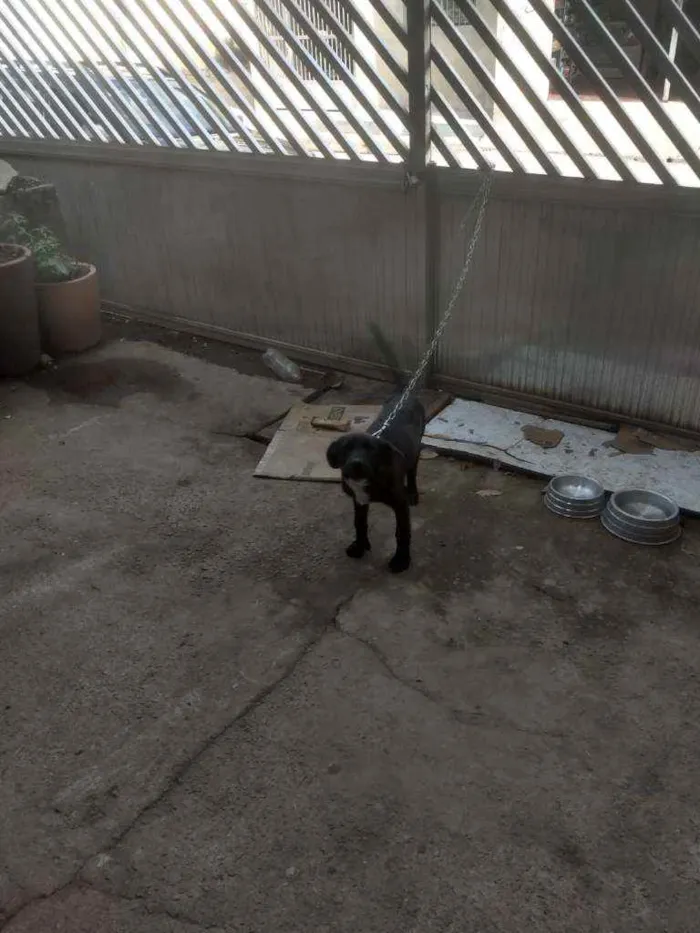 Cachorro ra a Labrador idade 2 a 6 meses nome Boby