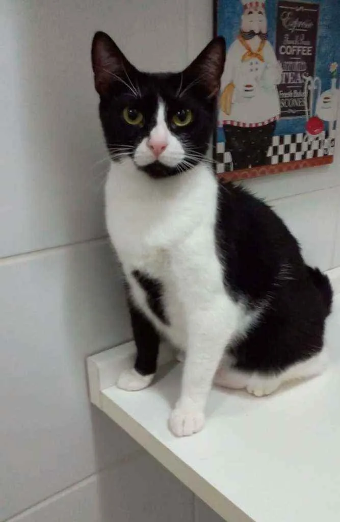 Gato ra a Srd idade 2 anos nome ×× KYARA ××