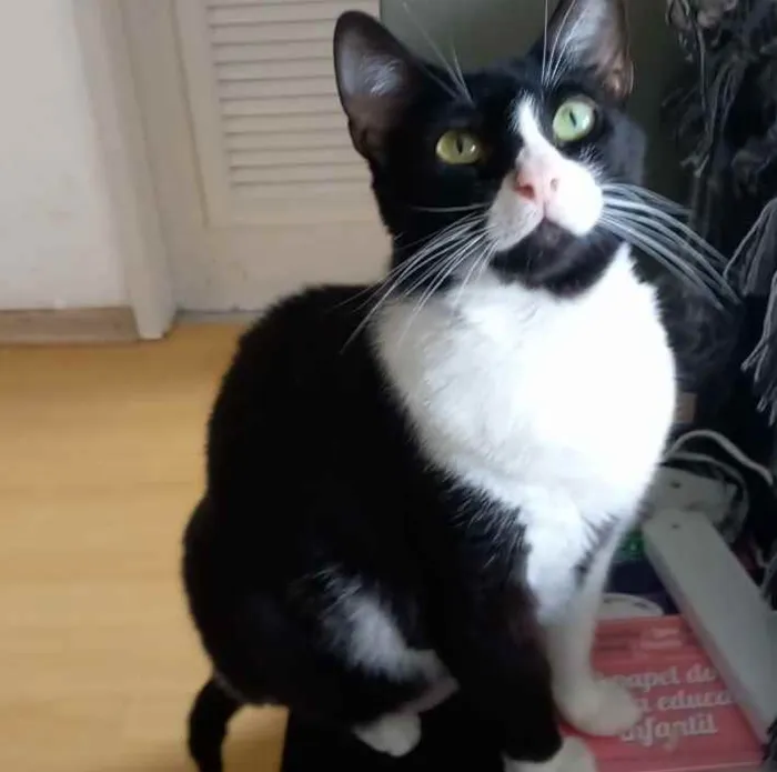 Gato ra a Srd idade 2 anos nome ×× KYARA ××