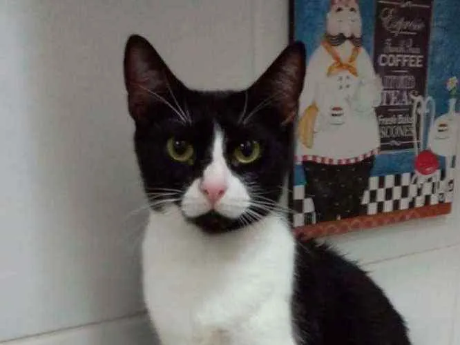 Gato ra a Srd idade 2 anos nome ×× KYARA ××
