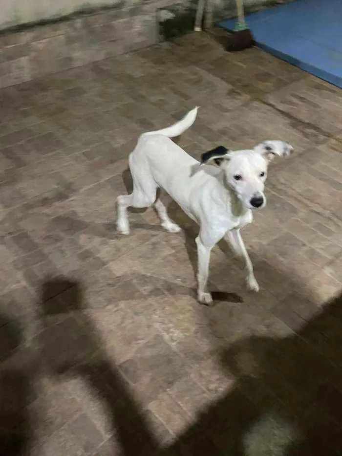 Cachorro ra a SRD idade 7 a 11 meses nome Flocos 