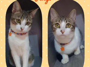 Gato raça SRD  idade 2 a 6 meses nome Pingo 