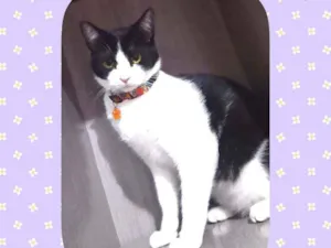 Gato raça SRD  idade 7 a 11 meses nome Luigi 