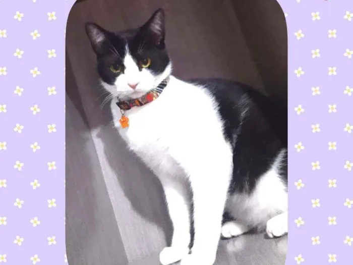 Gato ra a SRD  idade 7 a 11 meses nome Luigi 